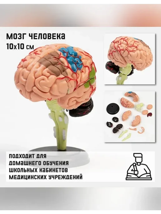 Сималенд Разборный макет мозга человека 10×10 см, 10x10 см, фото 3
