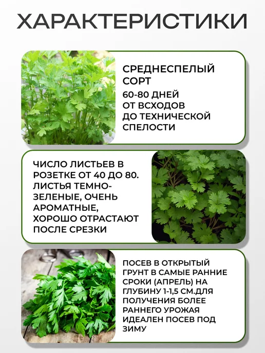 АЭЛИТА Семена петрушки бутербродной листовой на зелень, 2 г, фото 2