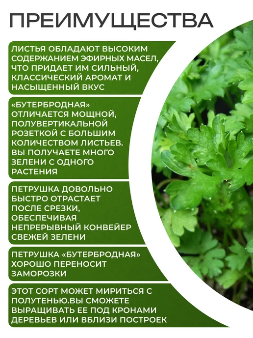АЭЛИТА Семена петрушки бутербродной листовой на зелень, 2 г, фото 3