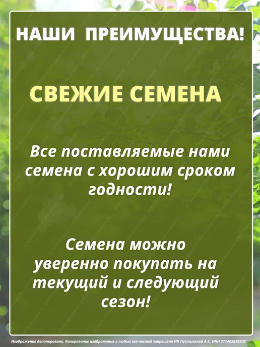 Семена салат для дома сада посадки, вариант, фото 4