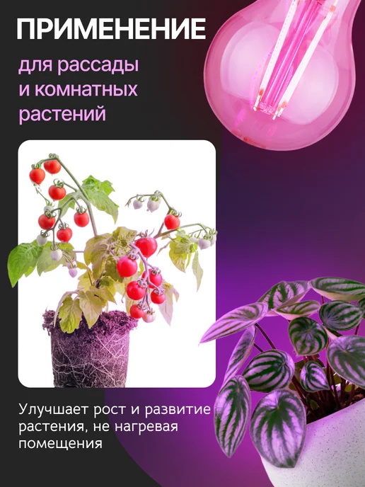 TDM Electric Фитолампа E27 для цветов комнатных 8 Вт 220В 3 шт, 8 Вт, 3 шт, фото 2