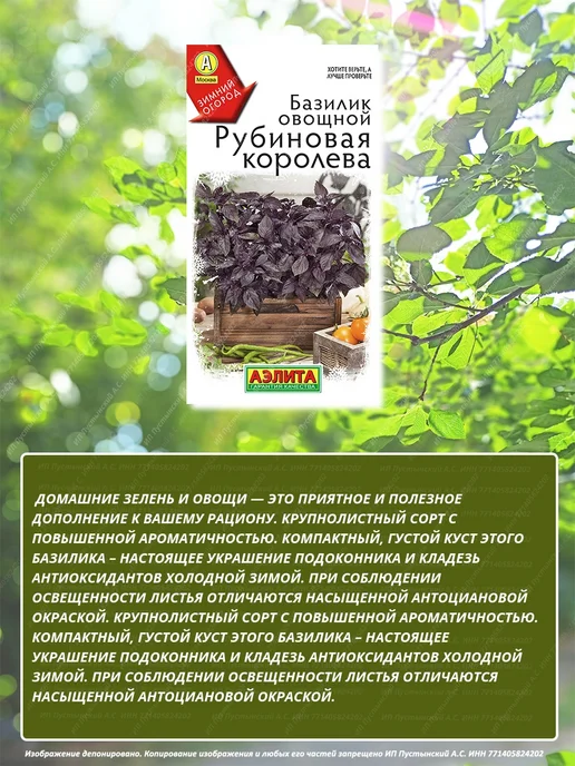 Семена базилик для дома сада посадки, вариант, фото 3