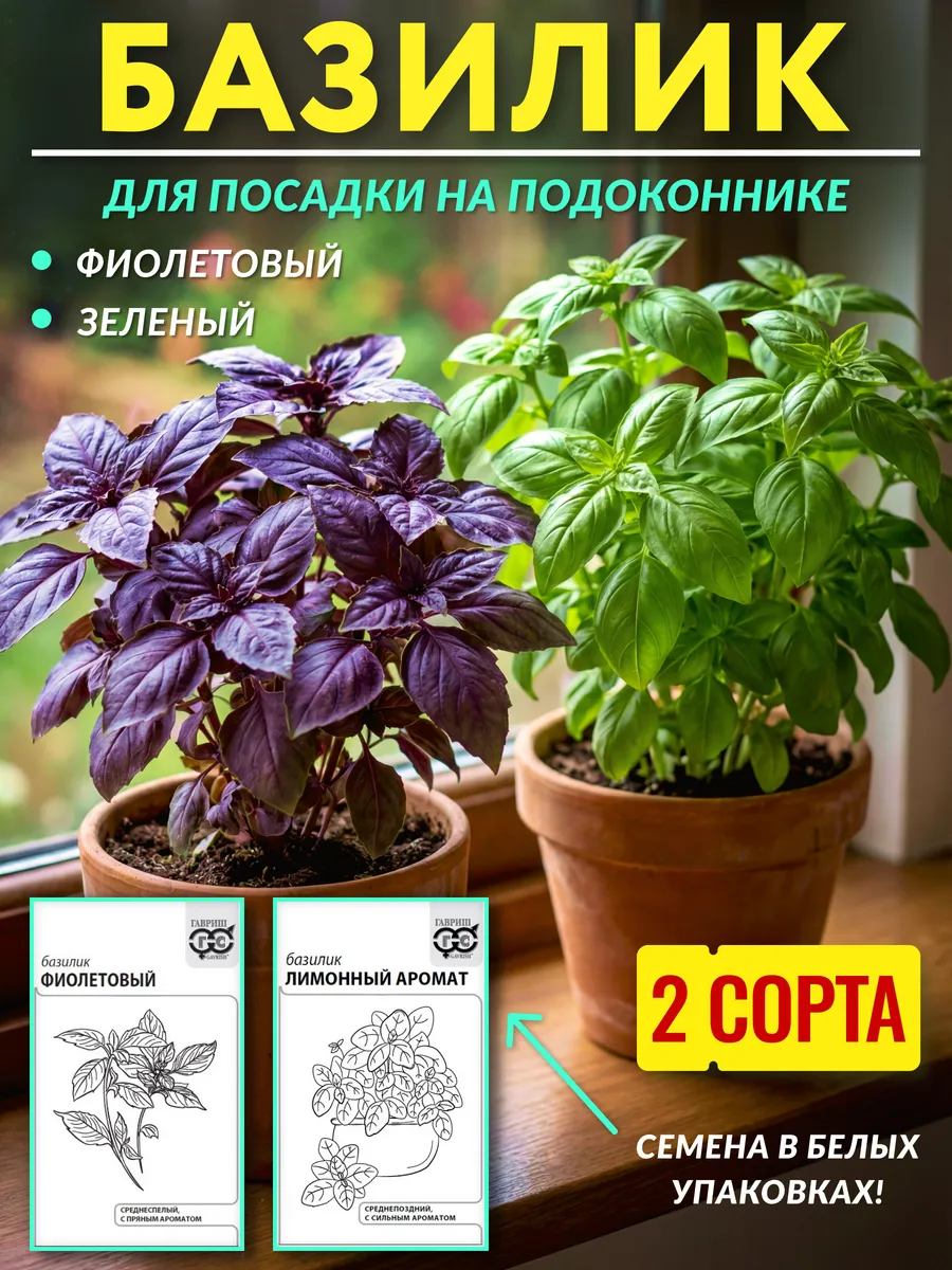 Семена базилика фиолетового для посадки на подоконнике