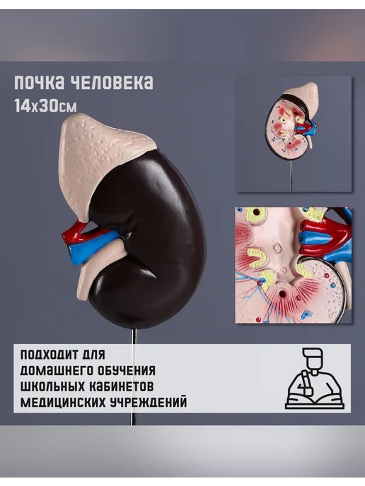 Нет бренда Анатомическая модель почки человека 14×30 см, 14x30 см