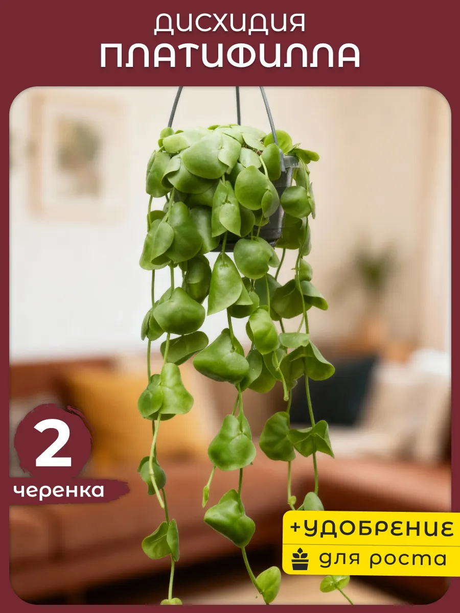 Дисхидия Платифилла черенки живые растение