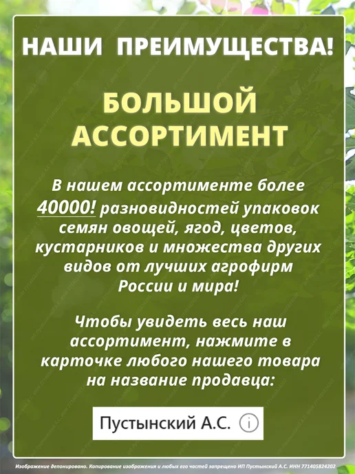 Семена базилик для дома сада посадки, вариант, фото 6