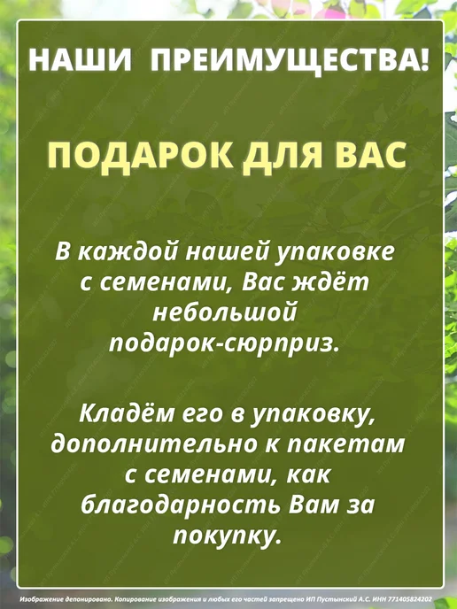 Семена базилик для дома сада посадки, вариант, фото 7