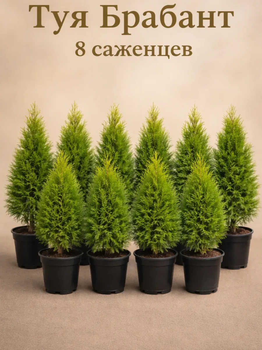Туя брабант саженец